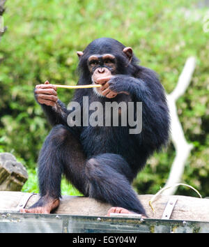 Le chimpanzé, le Zoo de Singapour, Singapour Banque D'Images