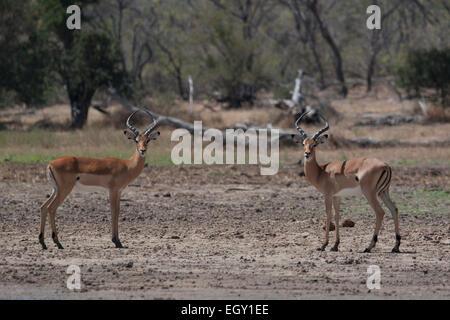 Deux hommes Impala (Aepyceros melampus) Banque D'Images