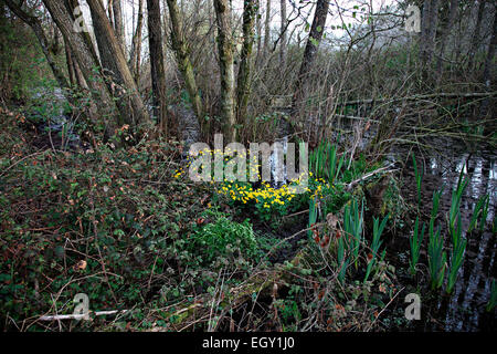 Caltha palustris Marsh - Marogold ou King Tasses à Rewe Mead - une plaine pré sur ton fleuve maintenu par la faune Somerset Banque D'Images