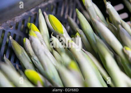 Bouquets de jonquilles crated encore en bouton En attente de distribution. Banque D'Images