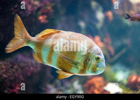 Aquarium avec des poissons colorés Banque D'Images