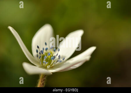 Anemone espèce avec les petits pétales blancs et bleus anthères. Banque D'Images