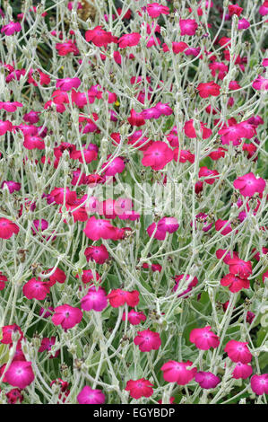 Lychnis coronaria (Dusty Miller). Magenta vif fleur et feuilles argentées sur la floraison des plantes à la frontière cet été. Banque D'Images