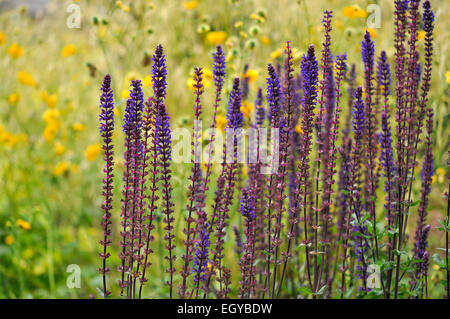 Fleurs violet/bleu profond de la Salvia superba contrastant contre un jaune backgruond de Geum fleurs. Banque D'Images