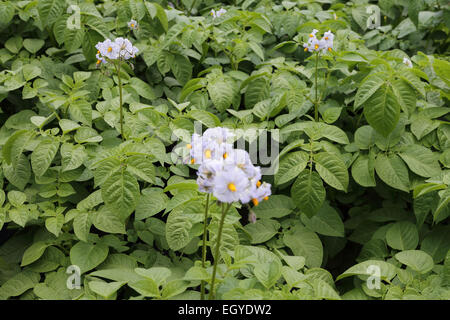 Plants de pommes de terre en fleurs Banque D'Images