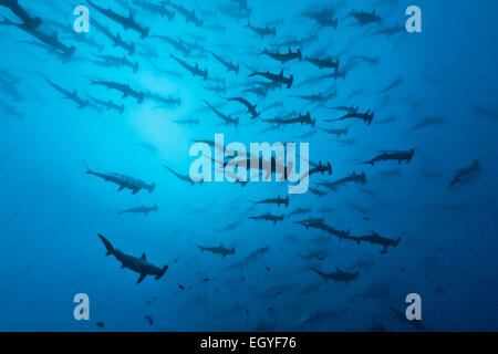 L'École de requins-marteaux (Sphyrna lewini festonnée), l'île Cocos, Costa Rica Banque D'Images