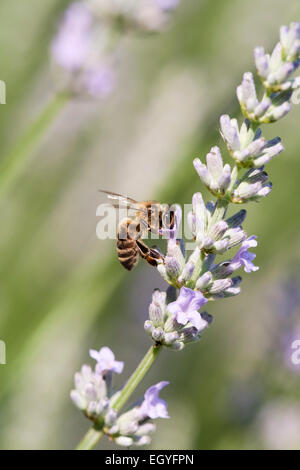 L'abeille européenne (Apis mellifera) se nourrissant de nectar de lavande (Lavandula angustifolia), Dordogne, Aquitaine, France Banque D'Images