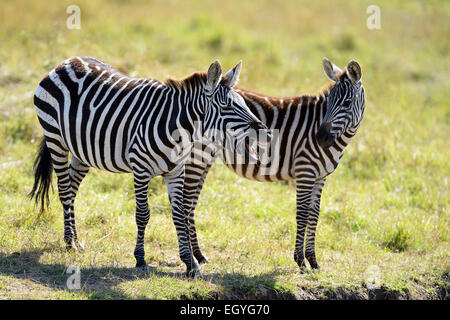 Les zèbres des plaines (Equus guagga), mare, whinnying, avec les jeunes, Maasai Mara National Reserve, Kenya Banque D'Images