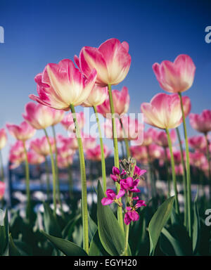 Tulipe rose en jardin, Close up. Banque D'Images