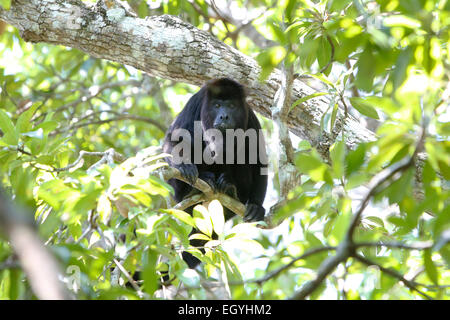 Singe hurleur noir mexicain (Alouatta pigra), dans le triangle de la Mexican States de Tabasco, Chiapas et de Campeche, Mexique Banque D'Images