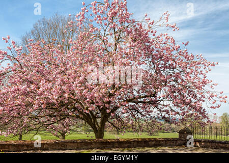 Les fleurs de cerisier rose-Prunus serrulata 'Kanzan' dans la campagne de Cumbrie, Penrith, Cumbria, Lake District, en Angleterre. Banque D'Images