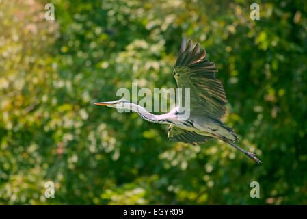 Héron cendré (Ardea cinerea) en vol Banque D'Images