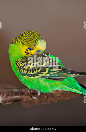 Green Perruche ondulée (Melopsittacus undulatus) sieste Banque D'Images