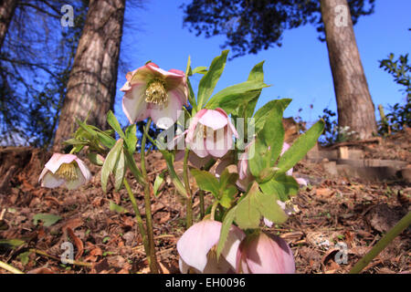 Titley, Herefordshire, Angleterre. 4 mars, 2015. UK - Fleurs de Printemps. Un printemps chaud et sec à travers le Royaume-Uni aujourd'hui avec des températures de 9 degrés Celsius dans le Herefordshire. Une fleur plante Helleborus saison maintenant en pleine floraison Banque D'Images