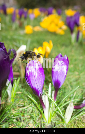 Wimbledon, Londres, Royaume-Uni. 4 mars, 2015. Une abeille se pose sur une fleur de crocus sur Wimbledon Common comme l'approche de la saison de printemps : Crédit amer ghazzal/Alamy Live News Banque D'Images