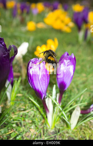 Wimbledon, Londres, Royaume-Uni. 4 mars, 2015. Une abeille se pose sur une fleur de crocus sur Wimbledon Common comme l'approche de la saison de printemps : Crédit amer ghazzal/Alamy Live News Banque D'Images