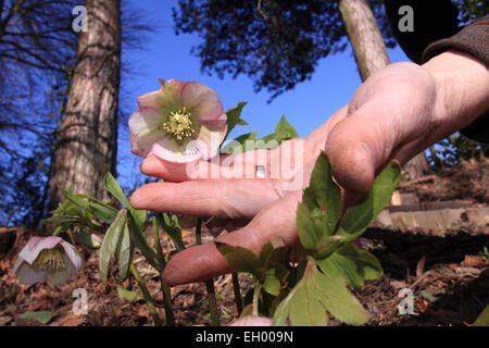 Titley, Herefordshire, Angleterre. 4 mars, 2015. UK - Fleurs de Printemps. Un printemps chaud et sec à travers le Royaume-Uni aujourd'hui avec des températures de 9 degrés Celsius dans le Herefordshire. Un jardinier prend de plus près la fleur plante Helleborus saisonnière qui est maintenant en pleine floraison Banque D'Images