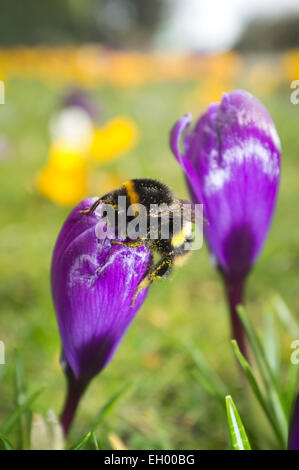 Wimbledon, Londres, Royaume-Uni. 4 mars, 2015. Une abeille se pose sur une fleur de crocus sur Wimbledon Common comme l'approche de la saison de printemps : Crédit amer ghazzal/Alamy Live News Banque D'Images