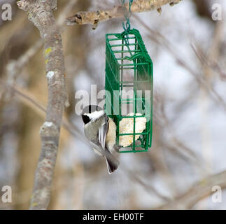 La mésange sur convoyeur de rognon Banque D'Images