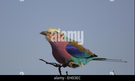 Lilac-breasted Roller - Coracias caudata prises dans le parc national Kruger, Afrique du Sud Banque D'Images