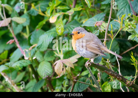 Robin (Erithacus rubecula aux abords d'eurasie) perché sur le côté d'une haie. Banque D'Images