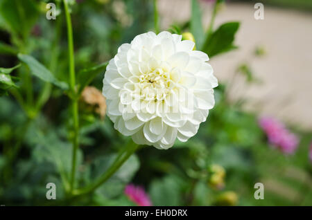 Une jolie fleur blanche et belle de la famille dahlia Banque D'Images