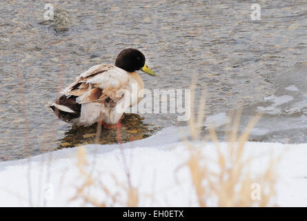 Un rare beige et brun, Canard colvert. Anas platyrhynchos Banque D'Images