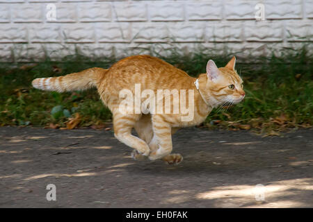 Chat rouge tournant dans la rue Banque D'Images