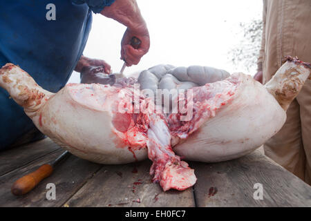 Abattage accueil traditionnel dans une zone rurale.Carving-up le cochon Banque D'Images