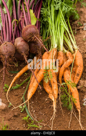 Des tas de betteraves et carottes fraîchement récolté. Banque D'Images