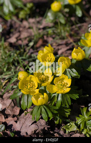 Eranthis hyemalis fleur en hiver. Banque D'Images