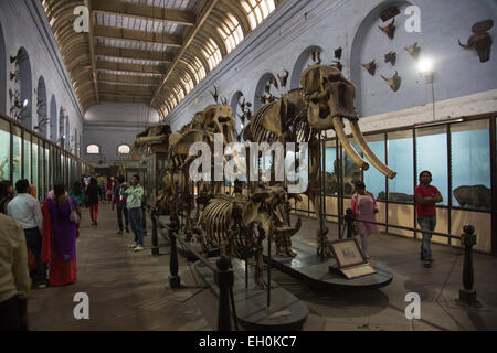 L'Indian Museum Kolkata provenait de la société asiatique du Bengale. Banque D'Images