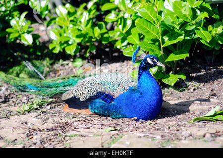 Et Peacock Pavo Cristatus Peahen ( ) Oiseau national des Affaires indiennes . Banque D'Images