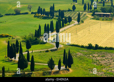 Cyprès serpentent le long des routes rurales à Monticchiello, Toscane, Italie Banque D'Images