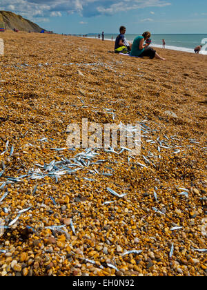 Whitebait échoué sur une plage à Burton Bradstock Dorset England UK les poissons sont soupçonnés d'avoir été parqués là par le maquereau Banque D'Images