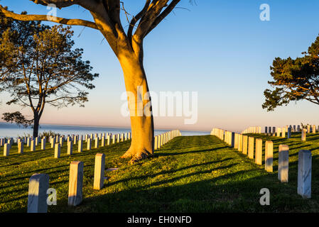 Le soleil levant éclairant arbres au cimetière national de Fort Rosecrans. San Diego, Californie, États-Unis. Banque D'Images