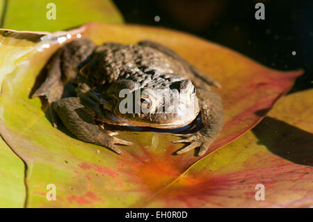 Crapaud commun (Bufo bufo) dans l'étang pendant la période de frai Banque D'Images