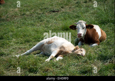 Deux vaches couchée sur un pré Banque D'Images