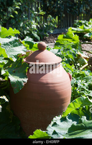 Rhubarbe (Rheum rhabarbarum) croissant dans un pot de terre cuite en terre cuite Banque D'Images