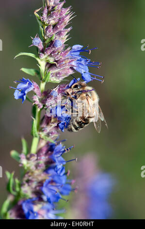 Ysop Hyssopus officinalis en fleurs et des abeilles Apis mellifera Banque D'Images