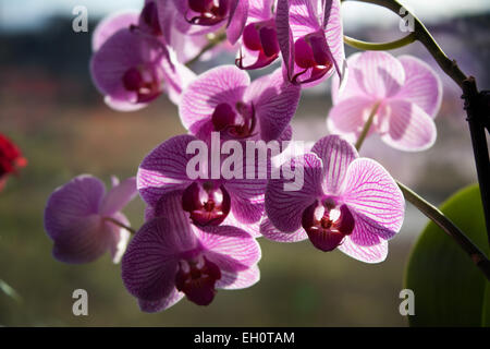 Orchidées stripy rose Banque D'Images