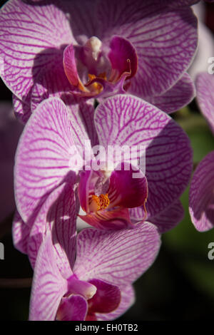 Orchidées stripy rose Banque D'Images