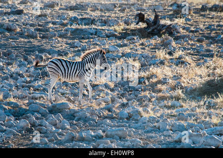 Le zèbre de Burchell, Equus burchellii, solitaires à l'ânon waterhole Okaukuejo, Etosha National Park, Namibie, Afrique Banque D'Images