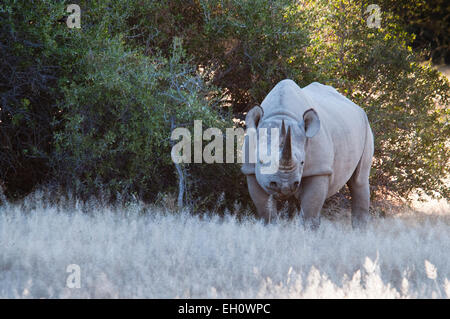 Crochet ou noir-lipped Rhinoceros, Diceros bicornis, Etosha, Namibie, le sud de l'Afrique de l'Ouest Banque D'Images