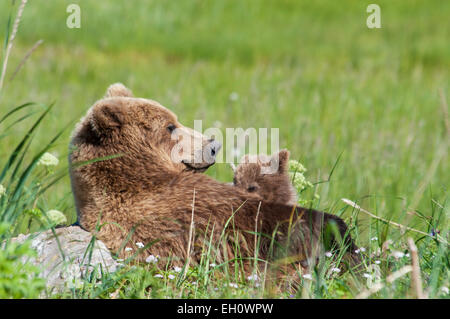 Sow, l'ours grizzli (Ursus arctos), sur son dos, d'allaiter son printemps Cub, Lake Clark National Park, Alaska, USA Banque D'Images