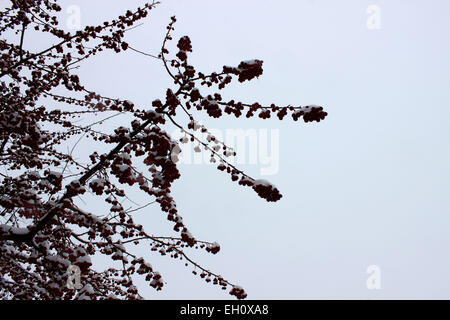 Libre d'une branche d'arbre vivace aux fruits rouges qui contraste entre Neige et ciel nuageux dans un hiver canadien Banque D'Images