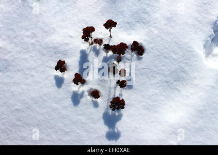 Les petites fleurs sauvages rouges contrastant avec le blanc de l'hiver canadien émergeant de la neige froide Banque D'Images