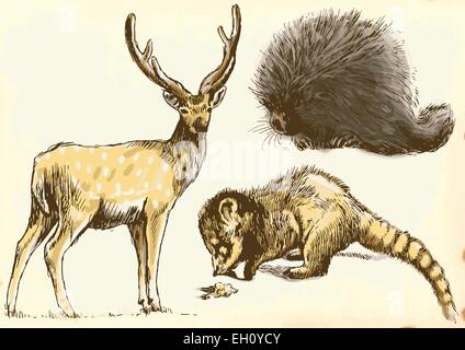 Echidna, Deer et Procyonidae - études. Un hand drawn vector pack Illustration de Vecteur