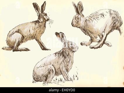 Lapin (lièvre) Études en mouvement - un hand drawn vector pack Illustration de Vecteur