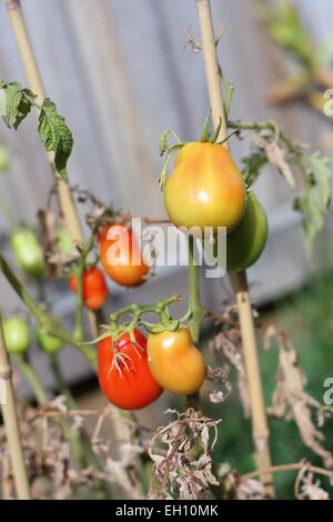 Les tomates fraîches maison mûrissement Banque D'Images